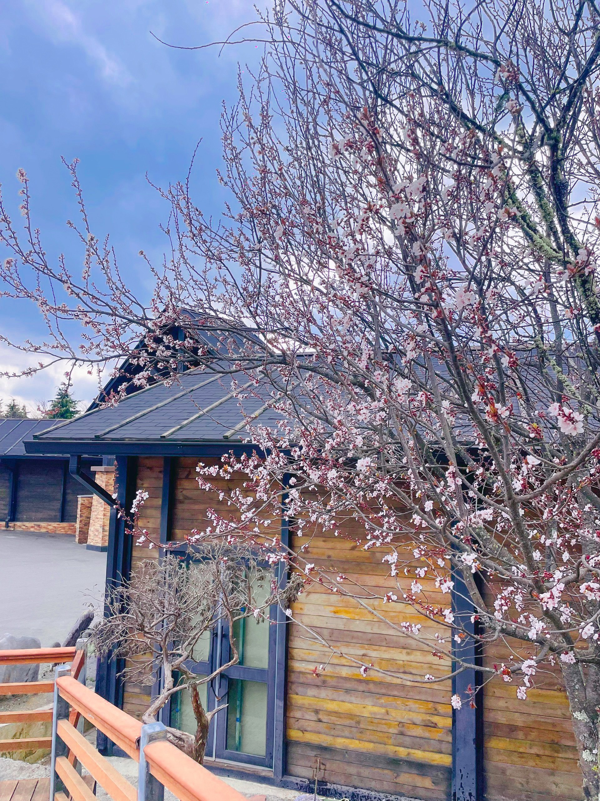 Tuyết đã rơi trắng trời, hoa mai anh đào nở rộ tại Núi Tuyết Kiệu Tử